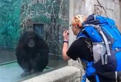 猴哥亲戚爆料视频大全,揭秘猴哥家族背后的故事与趣闻