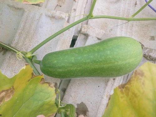 娱乐718吃瓜上不去了