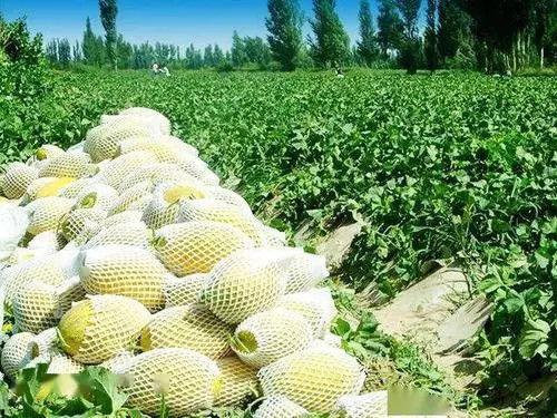 娱乐吃瓜州,揭秘娱乐圈背后的故事与八卦