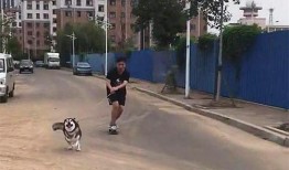 南京爆料二哈合伙人视频,萌宠日常笑料连连