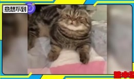 吸咪咪的在线观看,一场视觉盛宴的在线观看体验