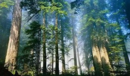 老林爆料知名教练视频,老林独家爆料，健身界风云再起