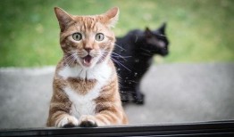 七彩猫吃瓜视频大全免费观看,免费观看视频大全，笑料横生，欢乐无限