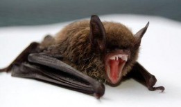 俄罗斯爆料投放蝙蝠视频,俄罗斯揭露蝙蝠病毒传播真相
