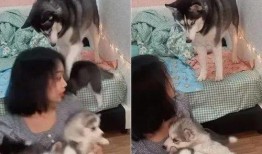 南京爆料二哈合伙人视频,萌宠日常笑料连连