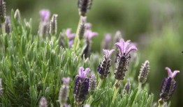 薰衣草免费观看在线观看,在线观看指南