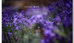 薰衣草免费观看在线观看,在线观看指南