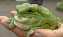 网红蛙吃瓜视频,揭秘娱乐圈幕后真相