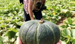 瓜农今日吃瓜网红黑料,今日吃瓜事件引发热议