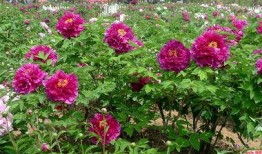 菏泽国花爆料最新消息,揭秘菏泽国花背后的故事与魅力