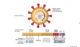 新冠病毒变异最新爆料
