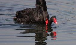 黑天鹅娱乐爆料,揭秘娱乐圈不为人知的惊天秘密