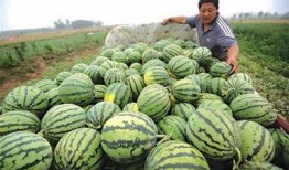 瓜农今日吃瓜网红黑料,今日吃瓜事件引发热议