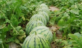 大瓜爆料视频绿瓜,大瓜爆料视频背后的真相与内幕