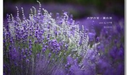 薰衣草免费观看在线观看,在线观看指南