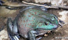 网红蛙吃瓜视频,揭秘娱乐圈幕后真相